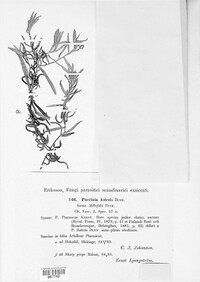 Puccinia asteris image